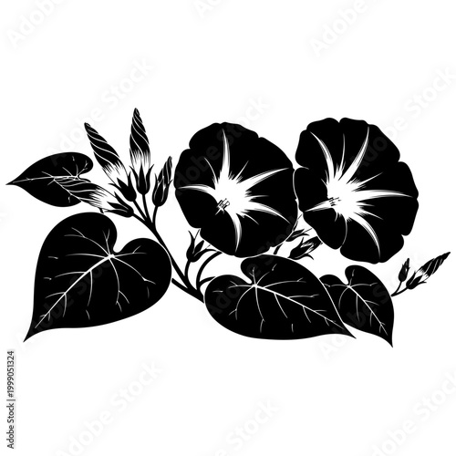 Morning Glory: A monochromatic illustration captures the delicate beauty of morning glory flowers in full bloom, revealing their elegant petals and intricate patterns.