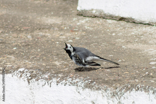White Wagtail Singing on Concrete Ground