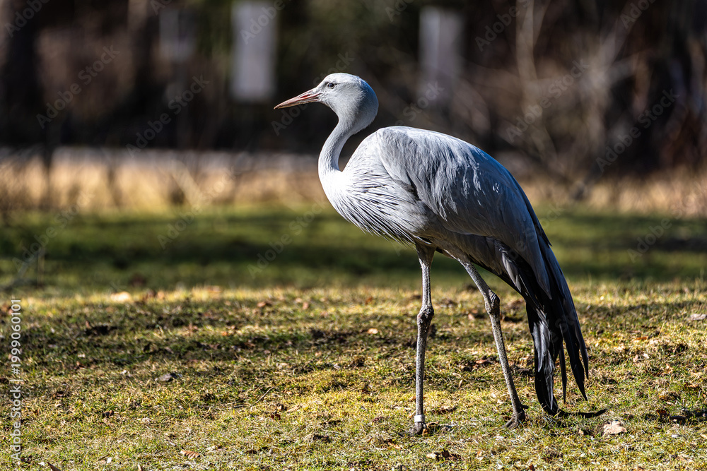 Fototapeta premium The Blue Crane, Grus paradisea, is an endangered bird