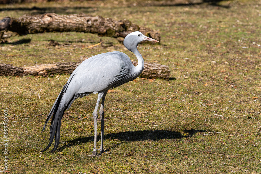 Fototapeta premium The Blue Crane, Grus paradisea, is an endangered bird