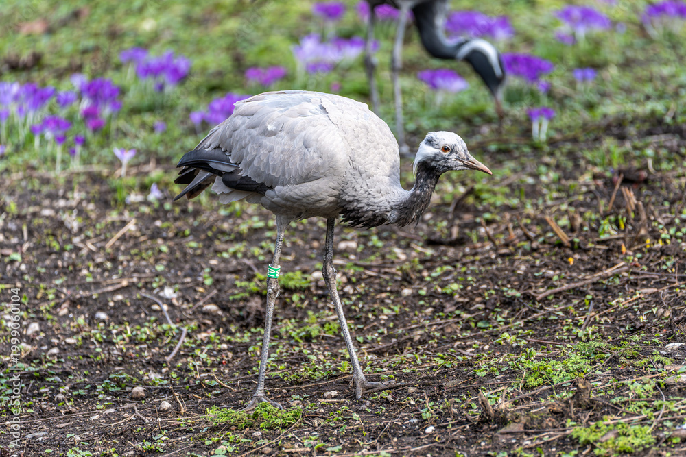 Obraz premium Demoiselle Crane, Anthropoides virgo are living in the bright green meadow during the day time