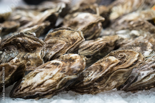 Frische Austern auf Eis – Nahaufnahme von Meeresfrüchten auf dem Markt