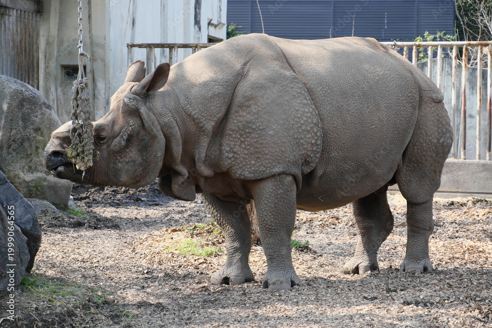 Obraz premium 東山動物園