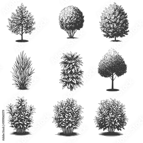 A set of silhouettes of trees and shrubs, a black and white sketch. Vector illustration. Forest and park plants, the collection is isolated on a white background