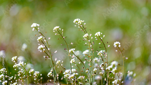 Capsella bursa-pastoris