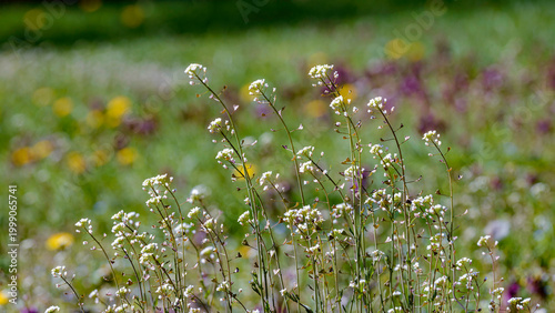 Capsella bursa-pastoris