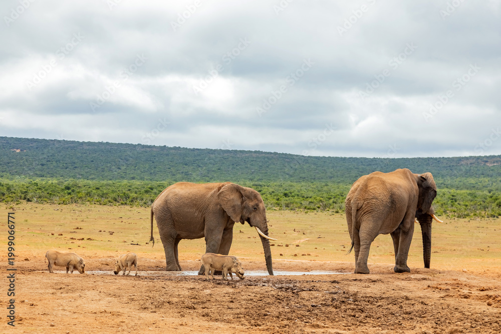 Obraz premium Elephant in Addo Elephant Safari Park