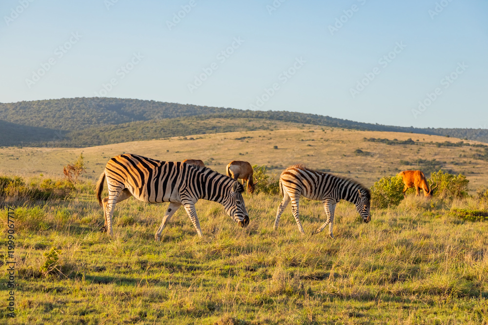 Obraz premium Zebra in Addo Elephant Safari Park