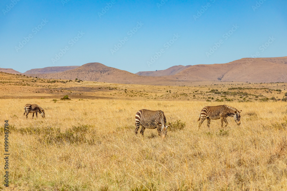 Fototapeta premium Mountain Zebra grazing in grassland in Game Reserve