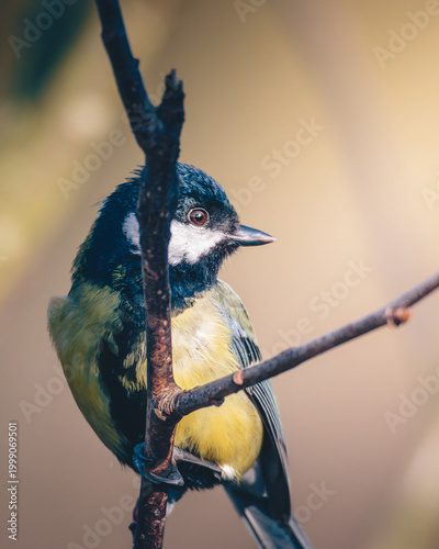 Great Tit, Parsus Major, perched in dappled spring sunlight, in Humford Woods., Northumberland, March 2026