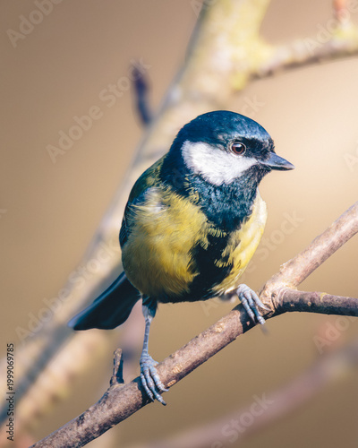 Great Tit, Parsus Major, perched in dappled spring sunlight, in Humford Woods., Northumberland, March 2026
