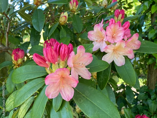 Foto Frische rosa Blüten und Knospen  am Rhododendron