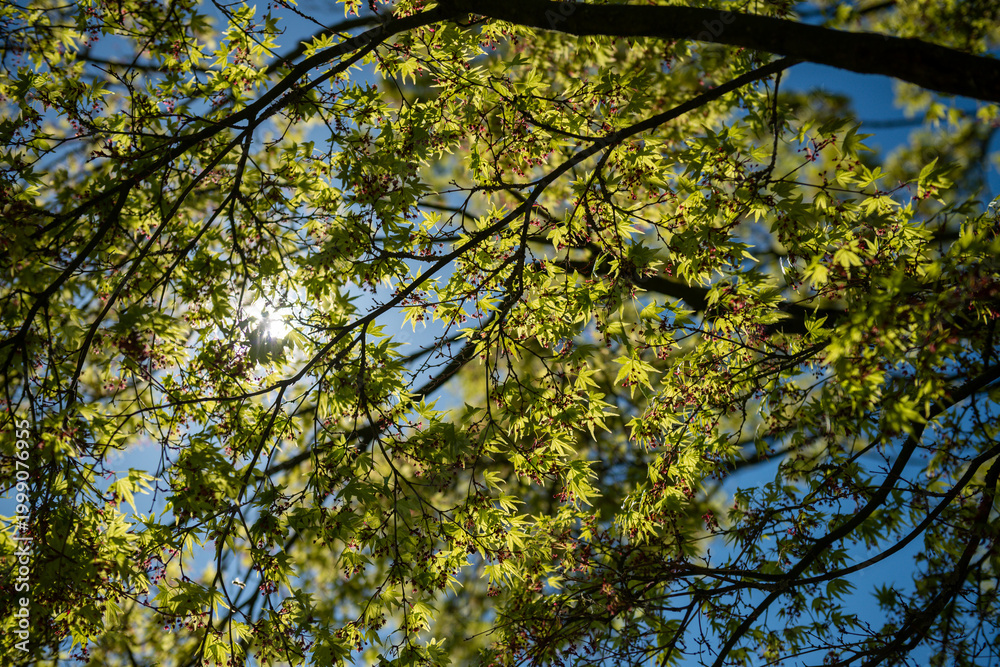 Fototapeta premium green leaves against the sky