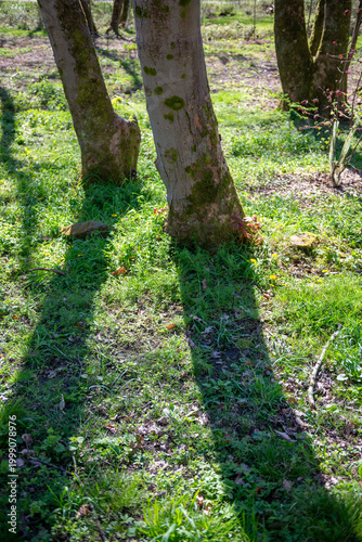 Trees in the woods
