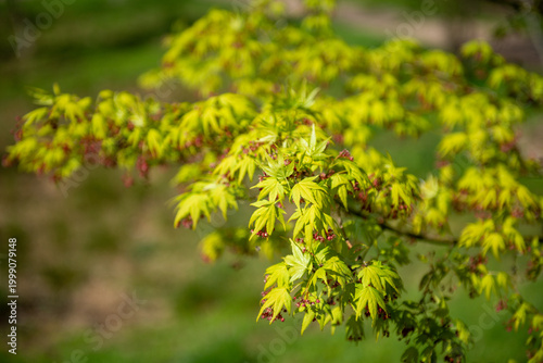 close up of green leaves