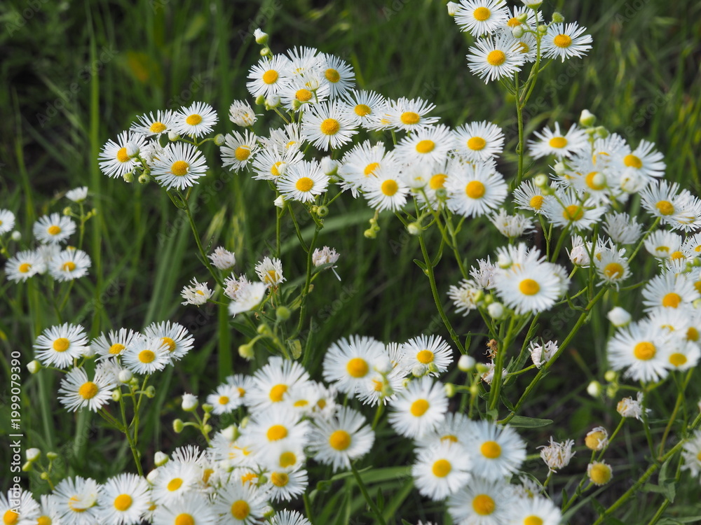 Fototapeta premium daisies in a field