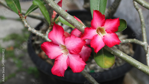 Adenium flower, pink impala lily, adenium tropical, Tropical flower Pink Adenium and desert rose plant also known as kamboja jepang. pink flower as natural background