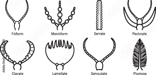 Fotografie Vector illustration of different types of antennae shapes Vector