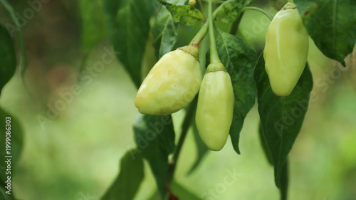 Bild auf Leinwand White cayenne pepper (Capsicum frutescens) or cabe rawit