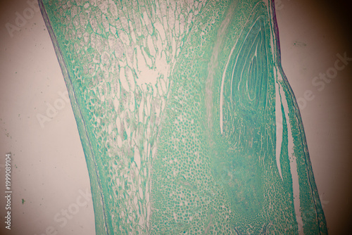Bild auf Leinwand Microscopic section of green and magenta colored plant tissue showing layered cells, vascular zones, and organic textures