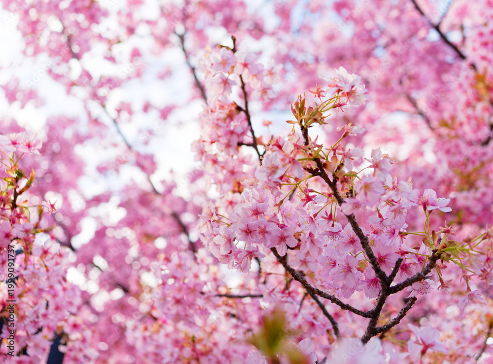 Fototapeta premium Beautiful Pink Cherry Blossoms and Sunlight in Spring Blue Sky