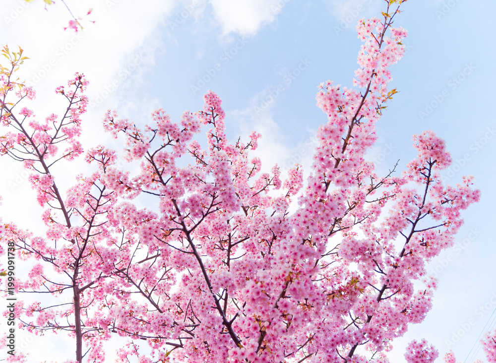Obraz premium Beautiful Pink Cherry Blossoms and Sunlight in Spring Blue Sky