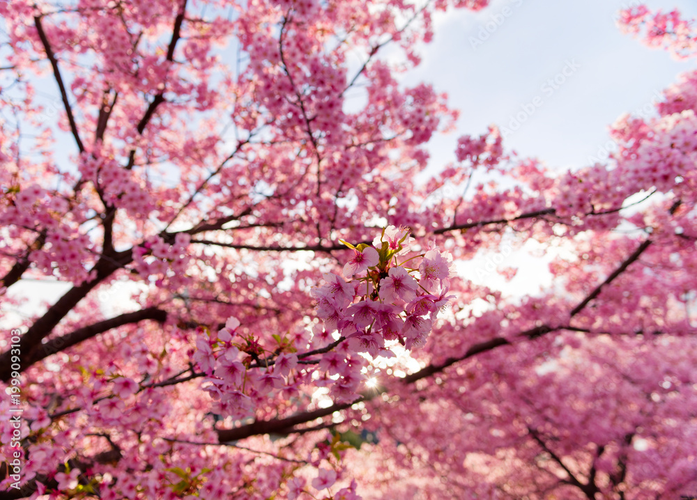 Fototapeta premium Beautiful Pink Cherry Blossoms and Sunlight in Spring Blue Sky