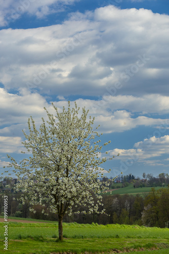 Cherry tree in full bloom under a blue sky with clouds