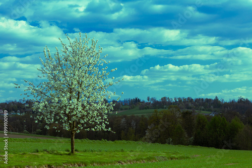 Blooming Tree Under Dramatic Cloudy Sky in Spring Landscape