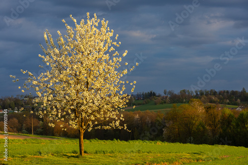 Golden Blooming Tree Against Dark Stormy Sky in Rural Landscape