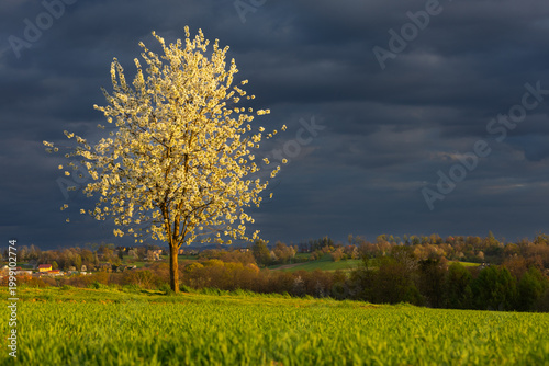 Blooming Tree in Green Meadow Under Dramatic Storm Clouds