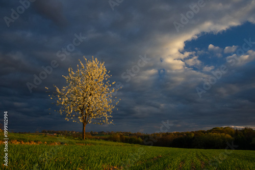 Blooming Tree Under Dramatic Sky with Sunlight Breaking Through Clouds