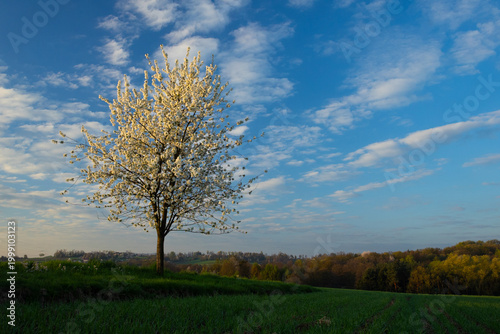 Lone Blooming Tree in a Spring Meadow Landscape