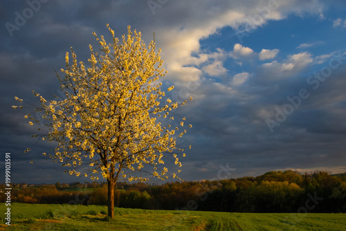 Blooming Tree Against Dramatic Sky – Spring Landscape