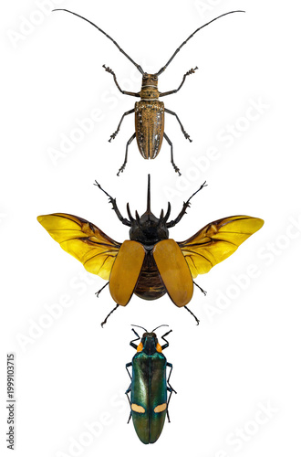 longhorn beetle, rhinoceros beetle, jewel beetle specimen collection isolated