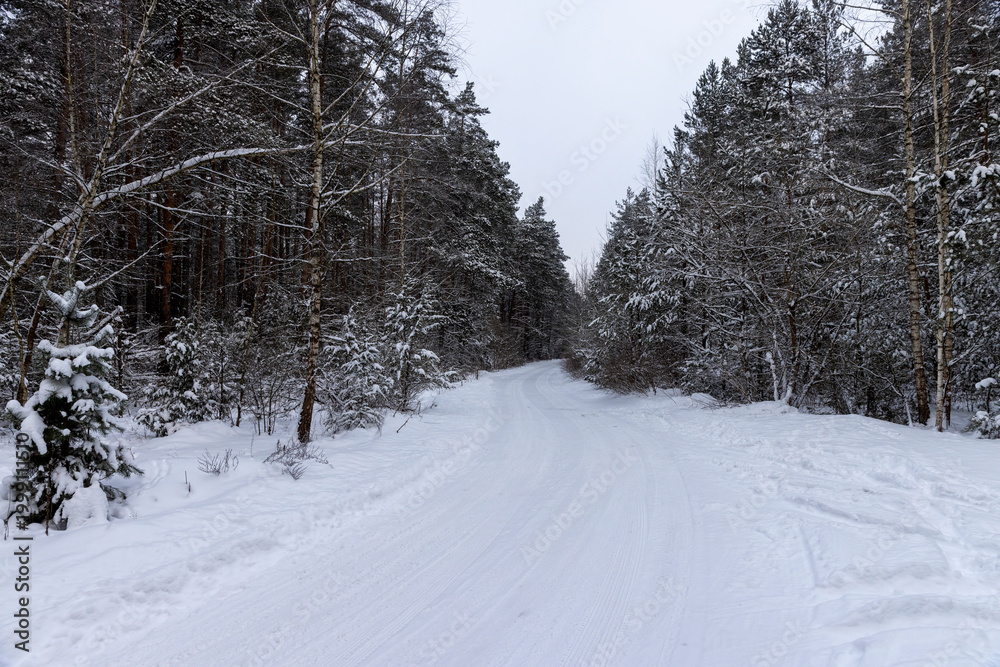 Obraz premium a narrow road for cars in the forest in winter, covered with snow, a track from cars in the forest in winter, around there are trees without foliage and coniferous trees
