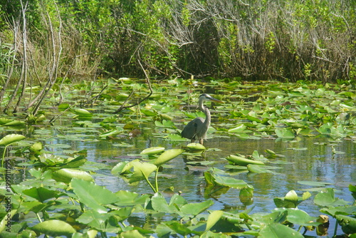 Bild auf Leinwand grey heron, heron, gray heron, everglades national park, March 2026, florida, va
