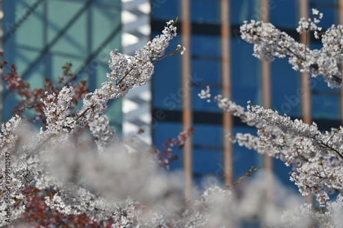 Lithuanian cherry blossoms