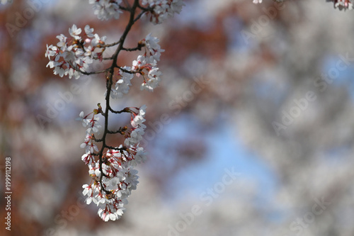 Lithuanian cherry blossoms