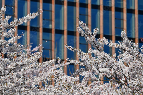 Lithuanian cherry blossoms
