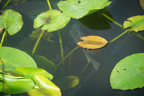 фотографія florida gar, fish, everglades national park, March 2026, florida, vacation, wild