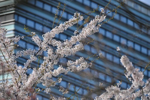 Lithuanian cherry blossoms