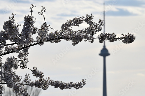 Lithuanian cherry blossoms