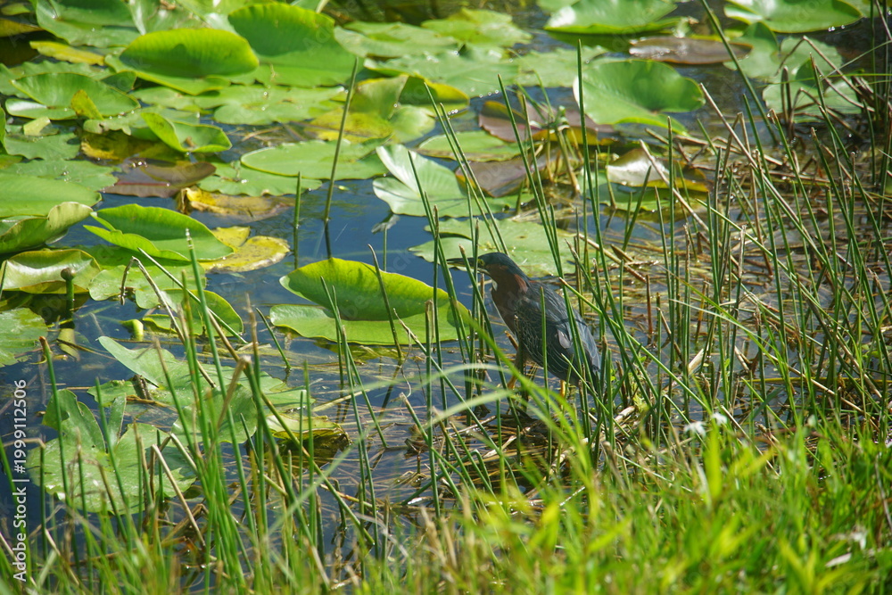 Naklejka premium lilly trotter, everglades national park, March 2026, florida, vacation wild bird, nature, anhinga trail, Purple Gallinule, wild bird, swamp, water lilly