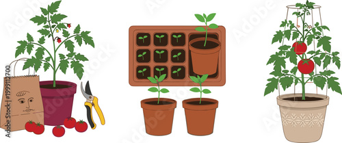 Tomato Plant Growing Stages Set with Seedling Tray, Potted Plants, Garden Tools, and Ripe Tomatoes for Agriculture and Gardening Designs