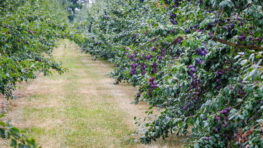 Fototapeta premium Rows of lush plum trees burst with ripe purple fruits, creating a serene view in a summer orchard setting