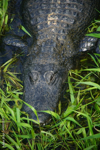 Photos alligator, everglades national park, March 2026, florida, vacation, wild, nature
