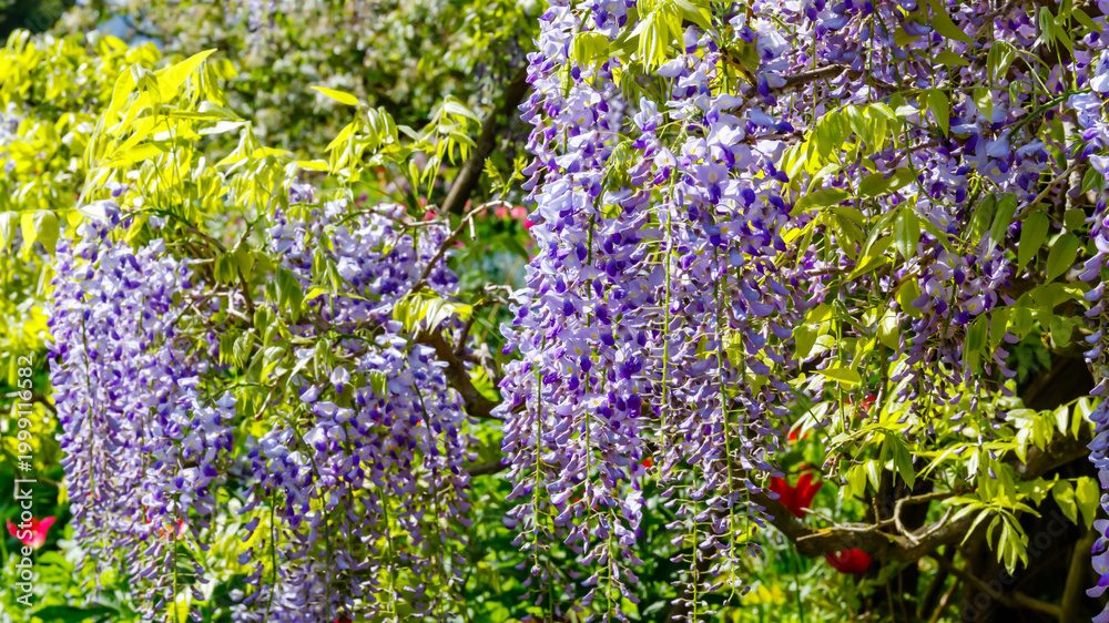 Obraz premium Wisteria blooms hang from branches in a garden during springtime in bright daylight