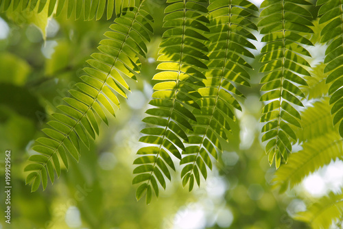 Tableau sur toile Fresh Green Pinnate Leaves of Persian silk tree (Albizia julibrissin), Tohoku, J