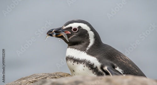 penguin on the rock